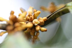 Myristica dactyloides